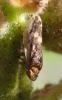 Philaenus spumarius